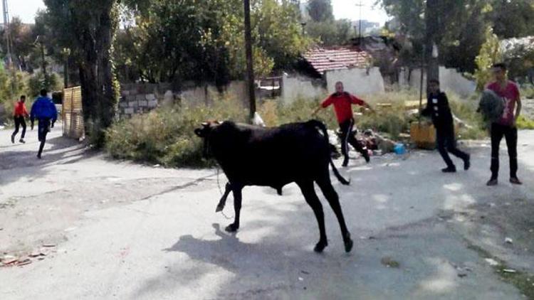 Samsun Yolu’nda kaçak boğa paniği