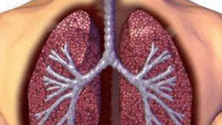 Akciğer naklinde önemli aşama