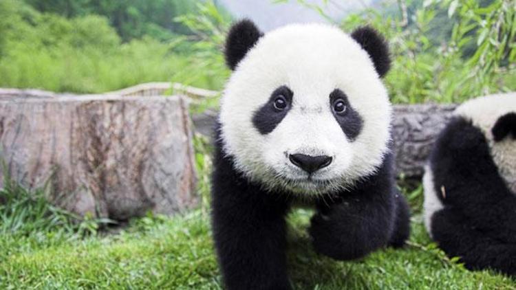 Çin’de polis, yabani panda öldüren 10 kişiyi gözaltına aldı