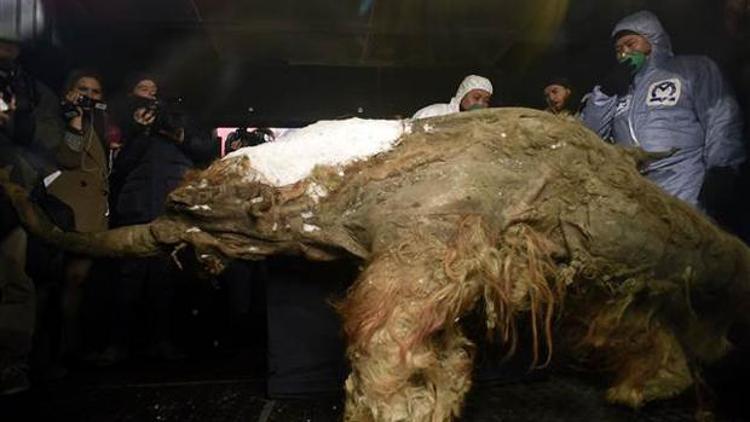30 bin yıllık mamut yavrusu Moskova’da sergilenecek