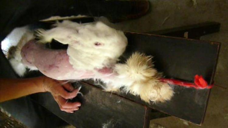 PETAnın yayınladığı görüntülerin ardından Çine tepki