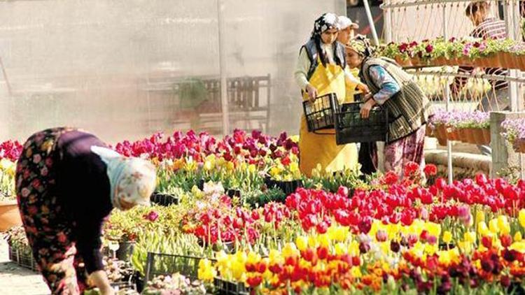 Bayındır Çiçek Festivali için geri sayım