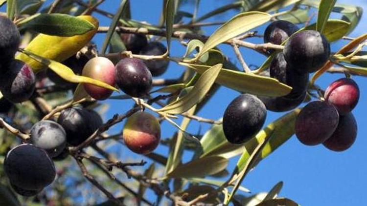 Aşırı yağışlar ve dolu, zeytin üretimini olumsuz etkiledi