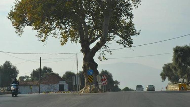 Yol çalışmasında 200 yıllık çınar korundu