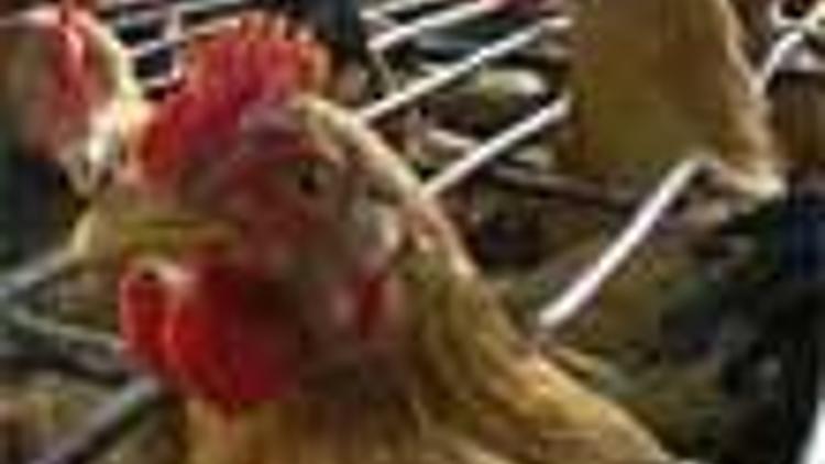 Bird flu sweeps into Manyas; 9 million poultry animals at risk