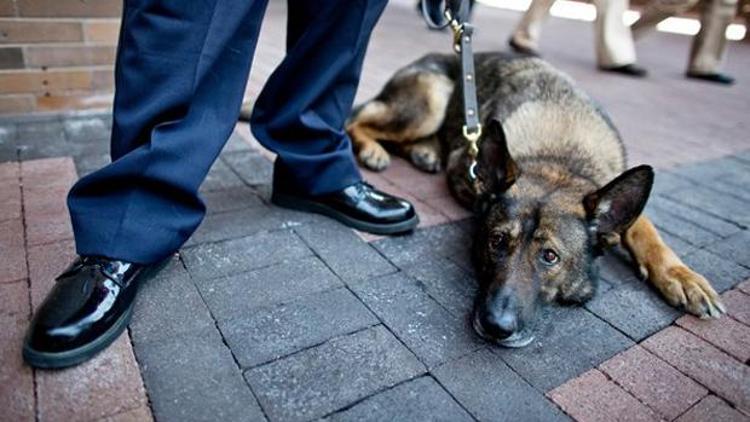 New York polis sayısını azaltıp, köpek sayısını artırdı