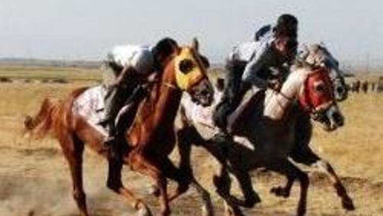 Arap ve İngiliz atlarına yoğun ilgi