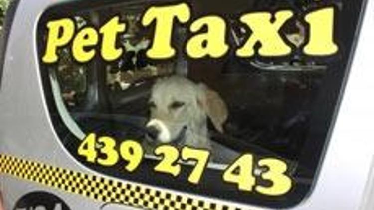 Evcil hayvanlar için özel taksi