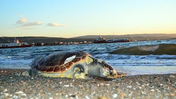 Lapsekide ölü caretta caretta kıyıya vurdu