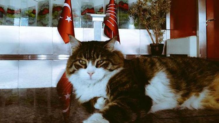 CHPnin kedisi Şerodan ilginç tweet