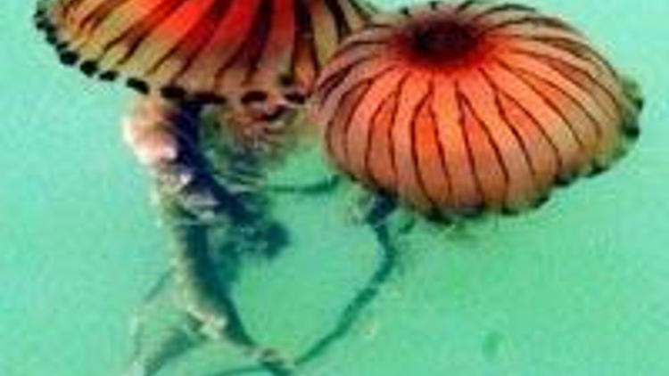 Zehirli denizanası uyarısı