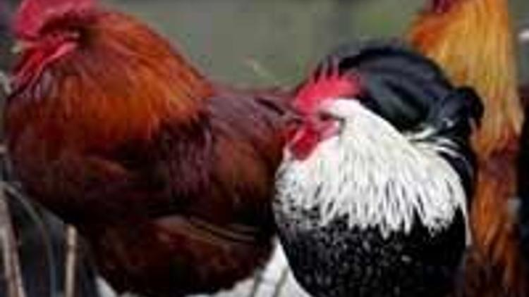 Bird flu confirmed in two villages outside of Diyarbakir