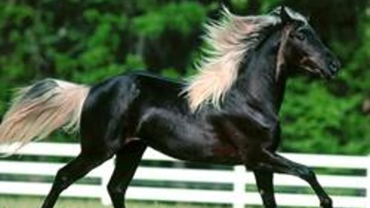 57 safkan Arap atı satışa çıkarılacak