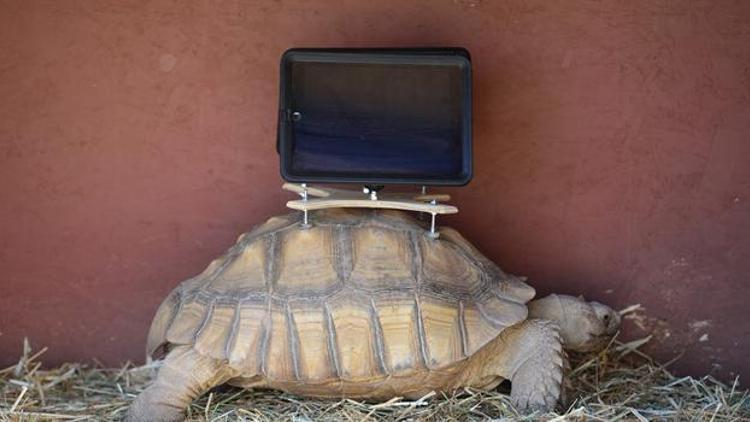 Çağdaş sanat adı altında kaplumbağaya iPad vidalamak