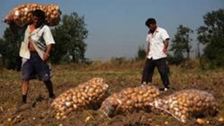 Yerli patates tohumu üretimi için kollar sıvandı