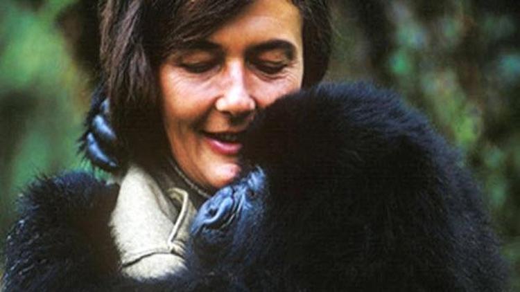 Dian Fossey doodleı Googleda