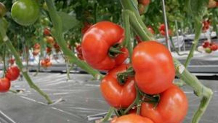 Suda domatese 5 milyon dolar harcadı