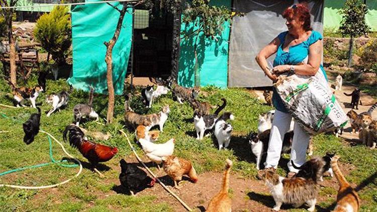 Sokak havyanları için yetkililerden yardım istedi