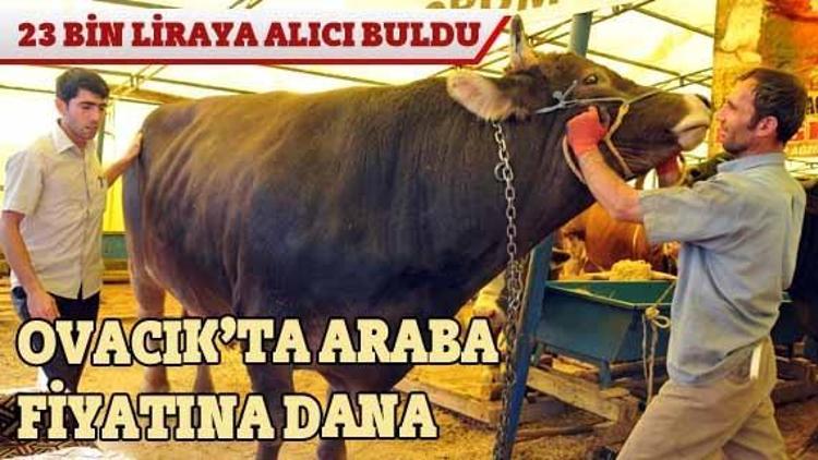 Ovacık’ta araba fiyatına dana