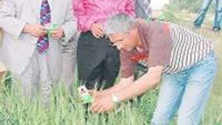 Süne’ye karşı biyolojik savaş Polatlı’dan başladı