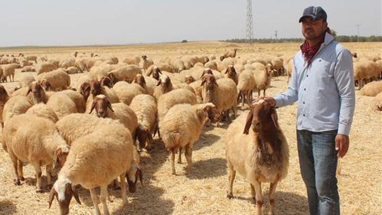 Türkiyenin en elit koyunları