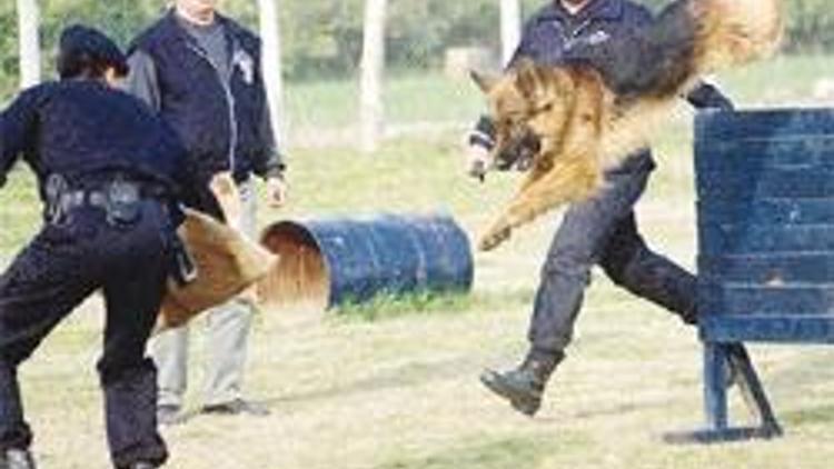 İşte kahraman köpek ’Rocky’