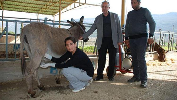 Eşek sütü altın değerinde