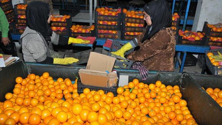 Egede tarım ürünleri ihracatı hızla artıyor