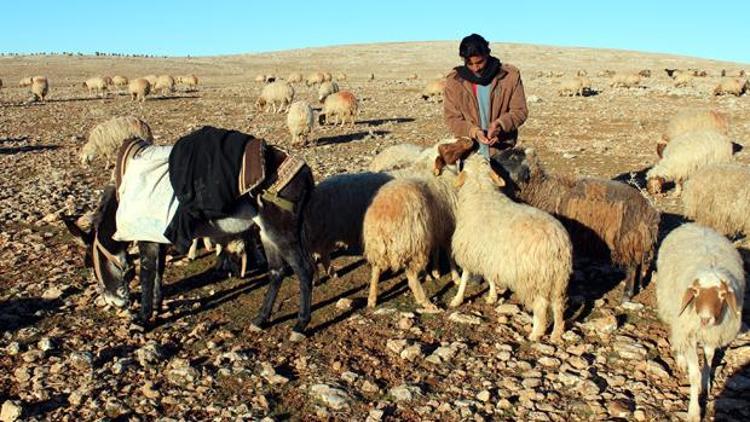 Üç bin lira ücretle çoban bulamıyorlar