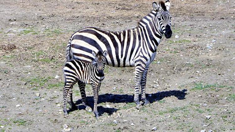 Doğal Yaşam’ın ilk yavru zebrası