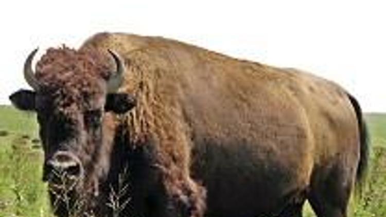 Yerli etçiyi ‘bufalo’ korkusu sardı, fiyatta 20 lira göründü