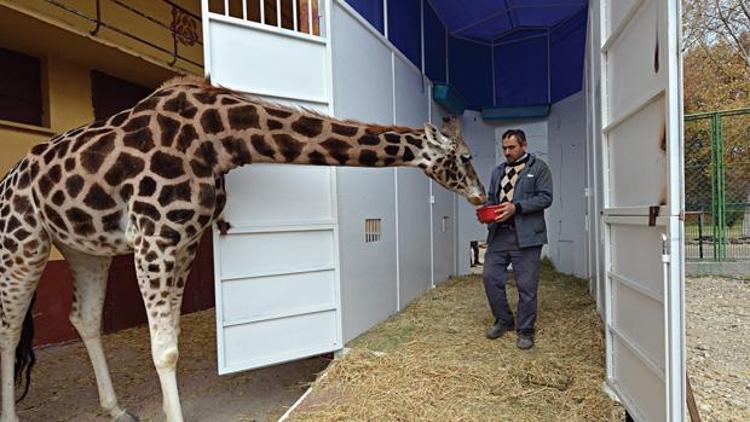 Zürafa ‘Şakir’ ile ‘Merve’ Ankara’dan taşındı