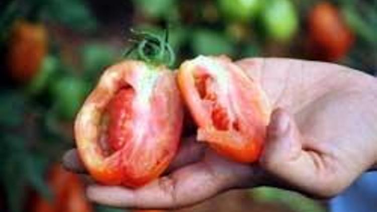 Tuta hastalığı domates fiyatını yükseltecek