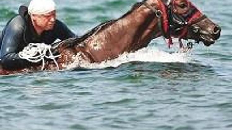 Milyonluk atlar otele yerleşti yüzerek yarışlara hazırlanıyor