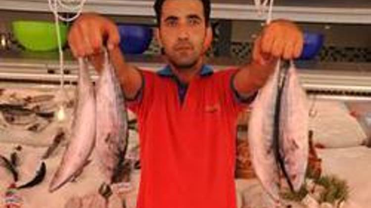 Balık fiyatları hızla düşüyor