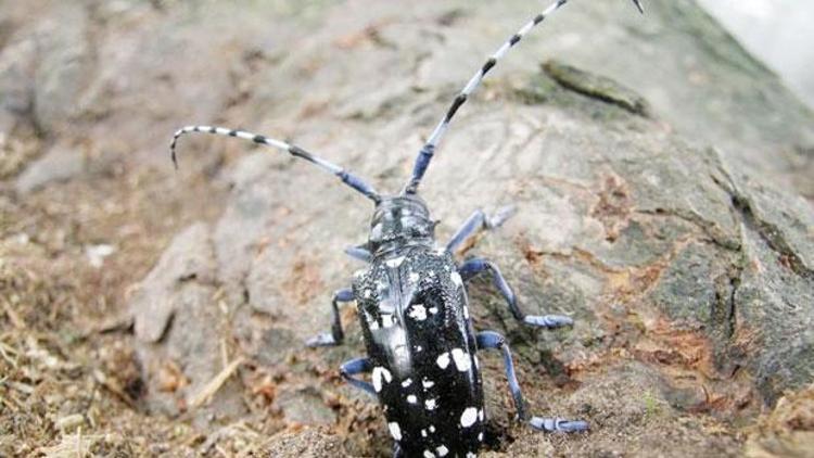 Turunçgil uzunantenli böceği aranıyor