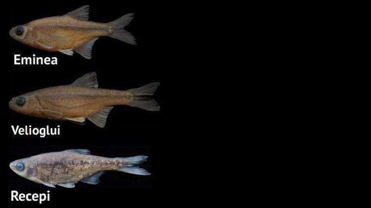 RTEÜ akademisyenleri 3 yeni balık türü keşfetti