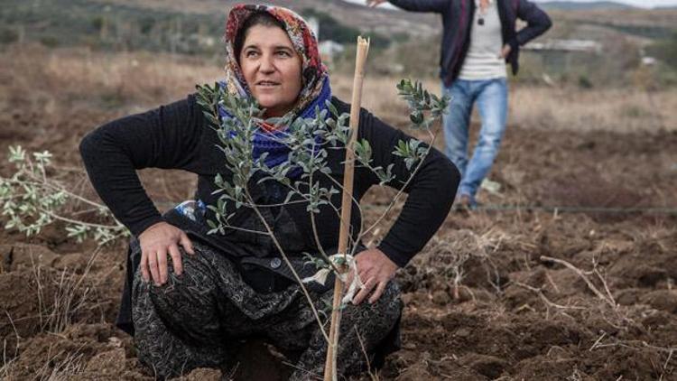 CHP, Yırcaya bin zeytin fidanı dikilecek