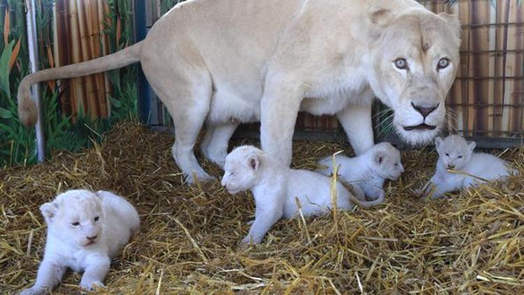 Dünyada sayıları pek az olan beyaz aslanlar Almanyada doğdu