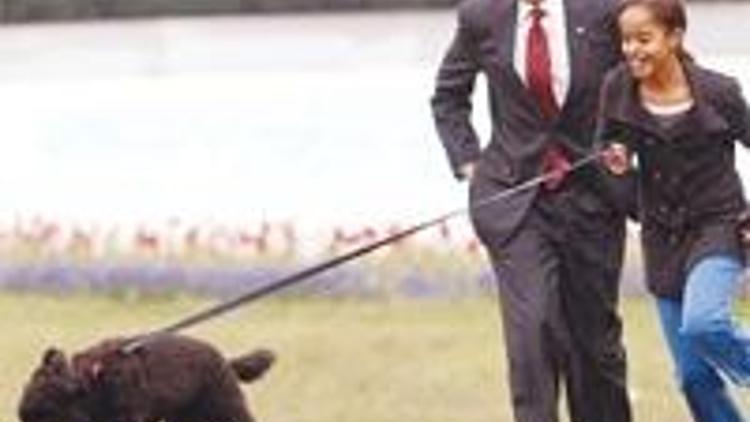 70 milyon dolarlık köpek pazarında Obama’nın su köpeği ’BO’ canlılığı