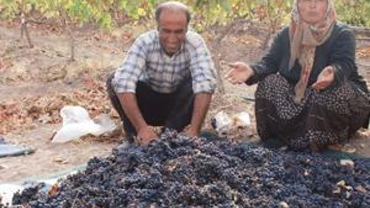 Çiftçi Kalecik Karası’nı kendisi işlemek istiyor