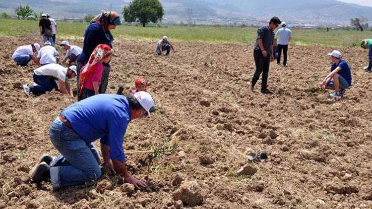 Yırca’da sökülen zeytinlerin yerine yenileri dikiliyor