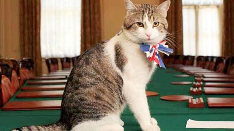 Parlamentoya kedi izni yok