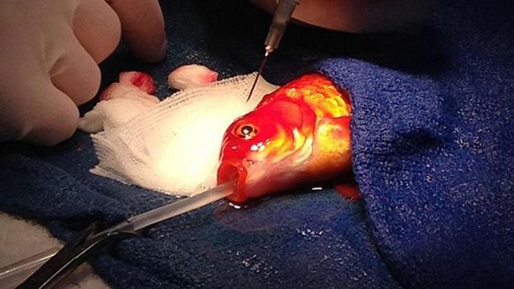 Japon balığına tümör ameliyatı yapıldı
