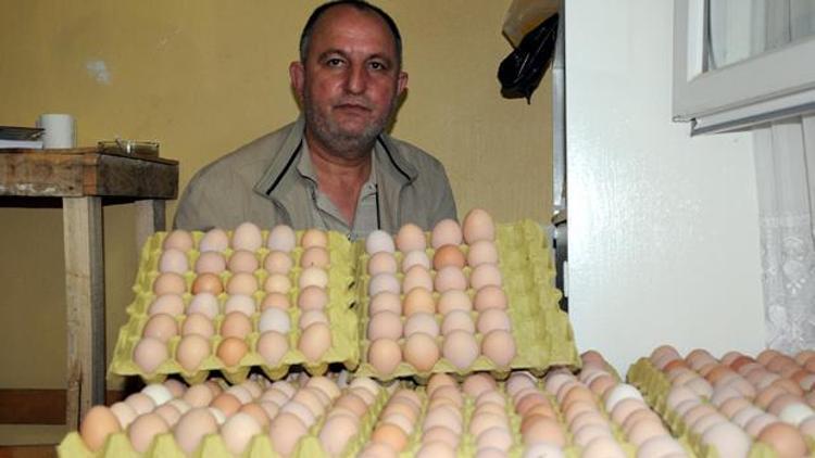 Organik yumurta için 90 dönümlük çiftlik kurdu