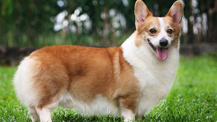 Saray’da ‘Corgi’ yasağı