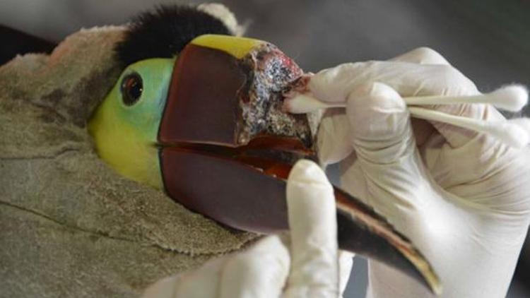 Gagası kırılan Tukan kuşuna protez gaga