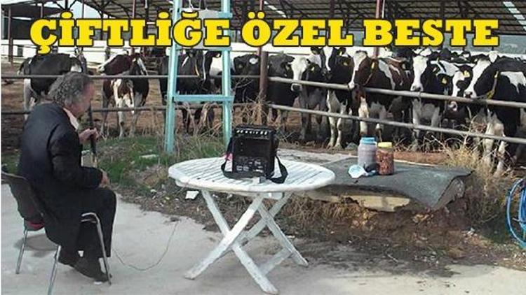 İneklere özel konser