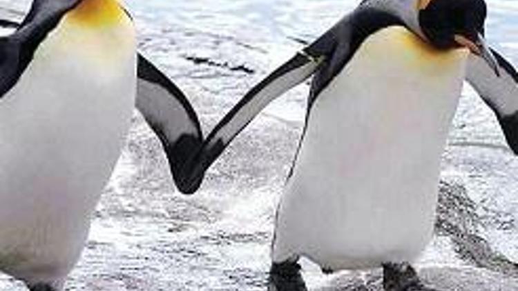 Gay penguenlerin arasını dişi bozdu