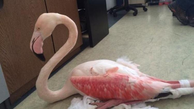Flamingoyu bacaklarından vurdular